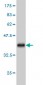 SEC24D Antibody (monoclonal) (M04)